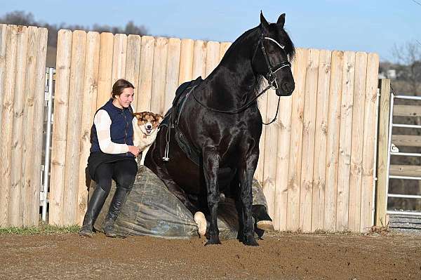 husband-safe-friesian-horse