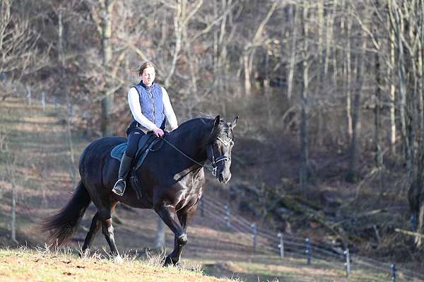 jumping-friesian-horse