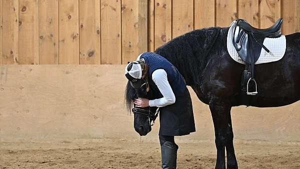 lesson-friesian-horse