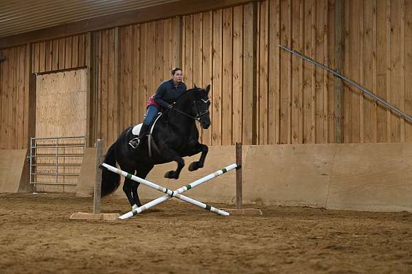 kid-safe-friesian-horse