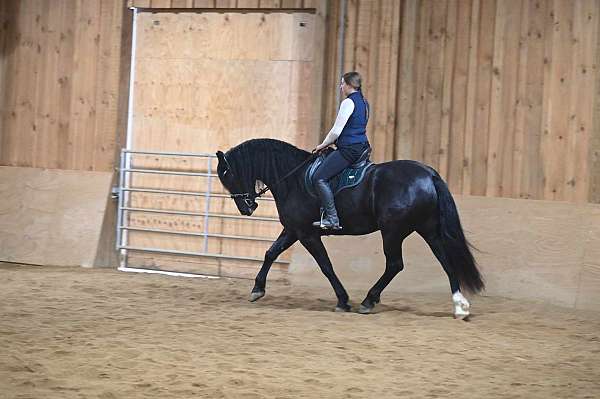 trail-riding-friesian-horse