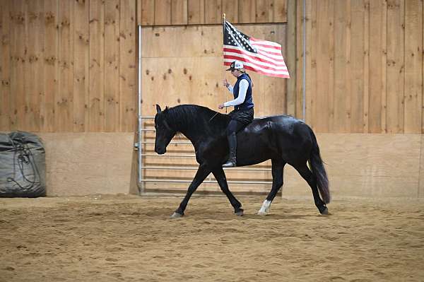 playday-friesian-horse