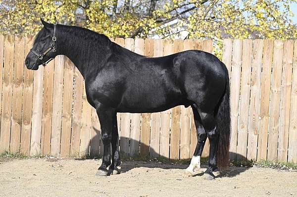 trail-class-competition-friesian-horse