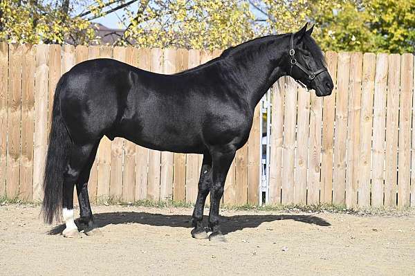 working-equitation-friesian-horse