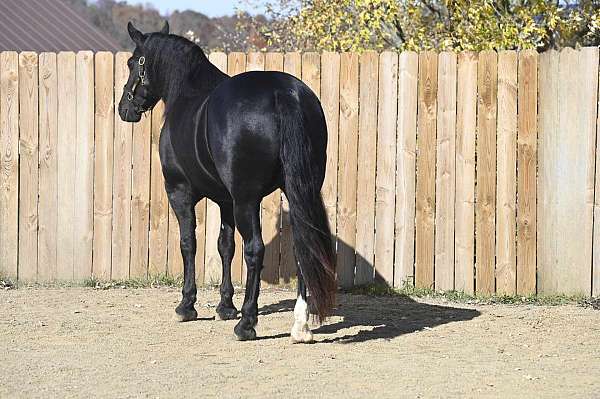 black-friesian-gelding