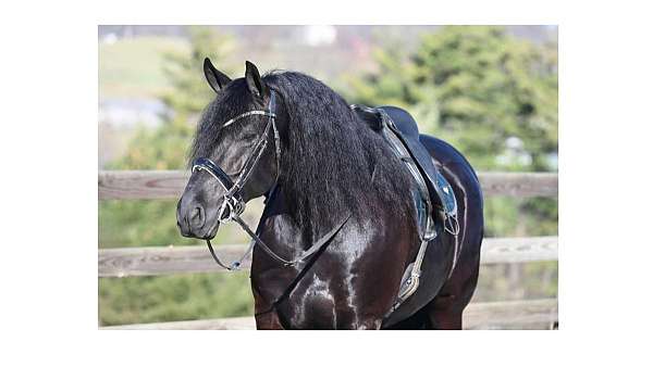 all-around-friesian-horse