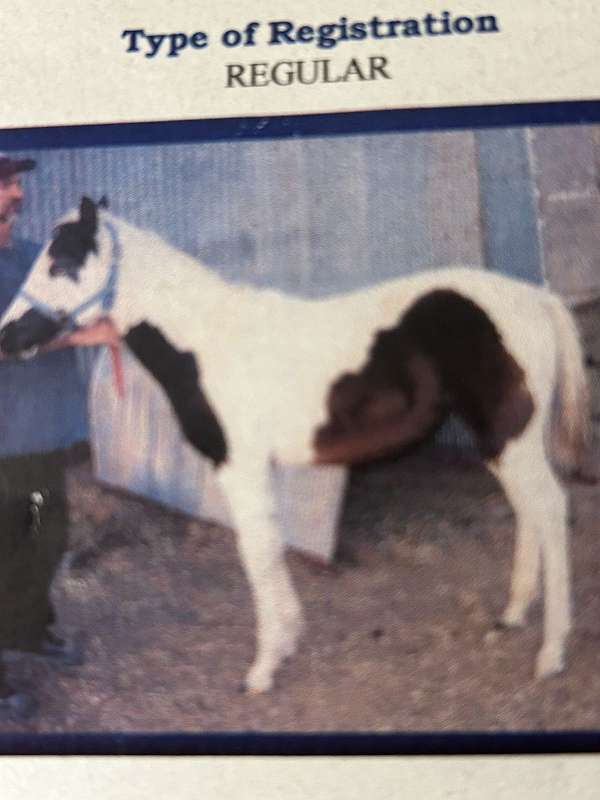 tobiano-paint-mare-foal