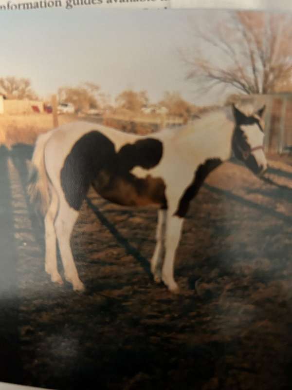 black-apha-mare-foal