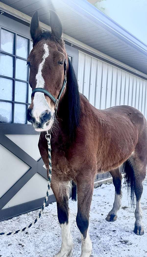 beginner-cross-clydesdale-hackney-horse