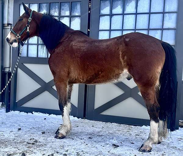 clydesdale-hackney-gelding