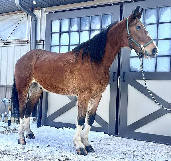 clydesdale-hackney-horse