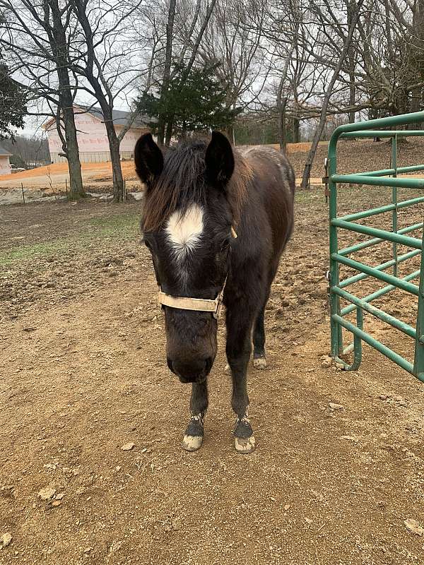 blue-roan-roan-aqha-nrha-colt-yearling