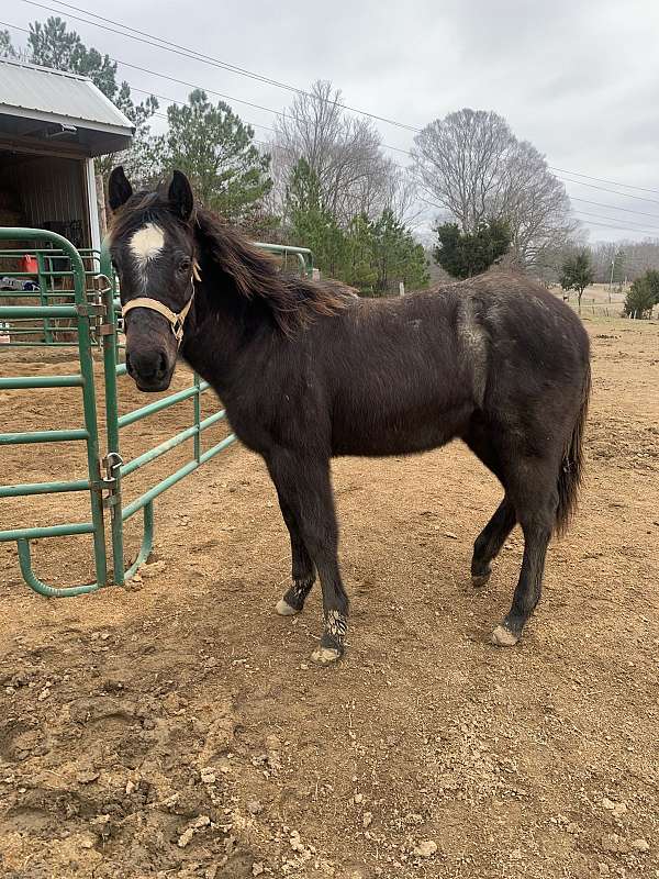 blue-roan-roan-aqha-nrha-horse