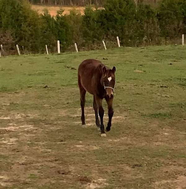 roan-aqha-nrha-filly