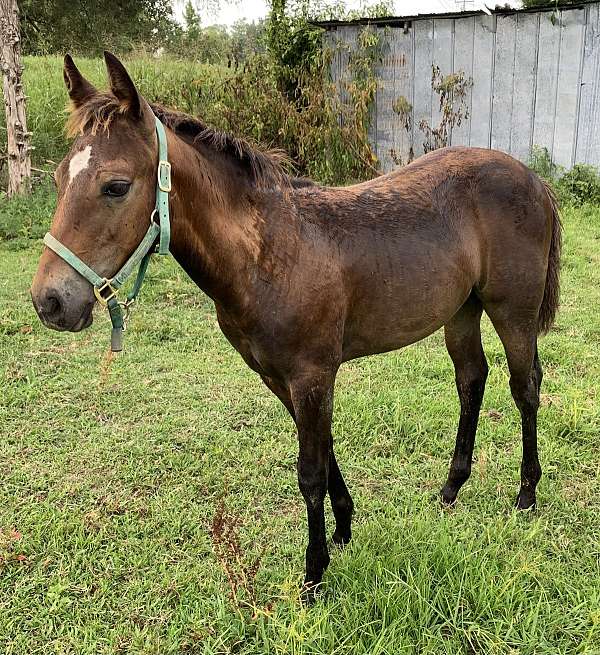 roan-aqha-nrha-horse