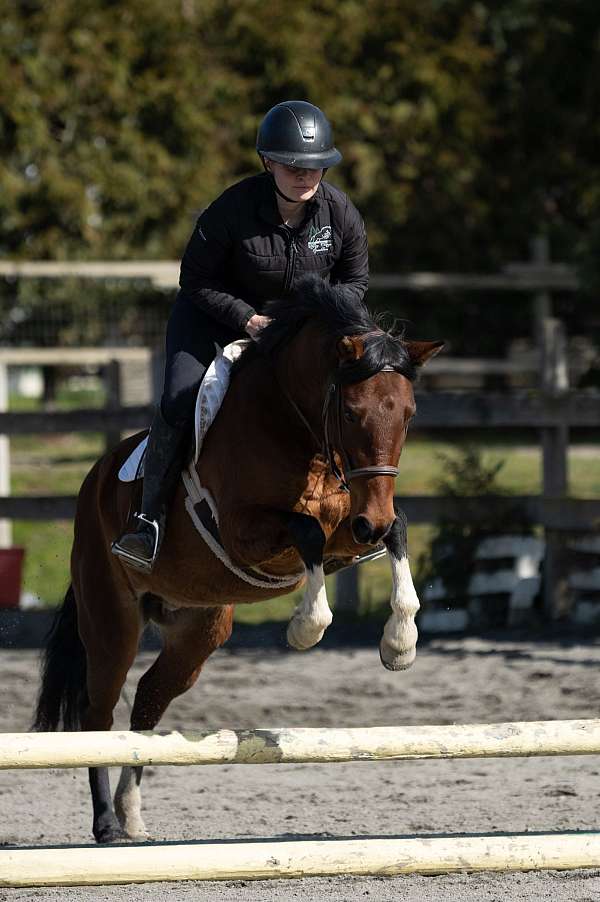 bay-with-chrome-pony