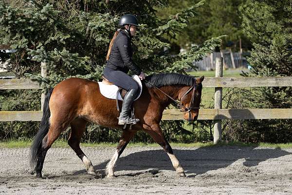 bay-mare-welsh-pony