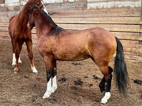 cross-ties-welsh-pony