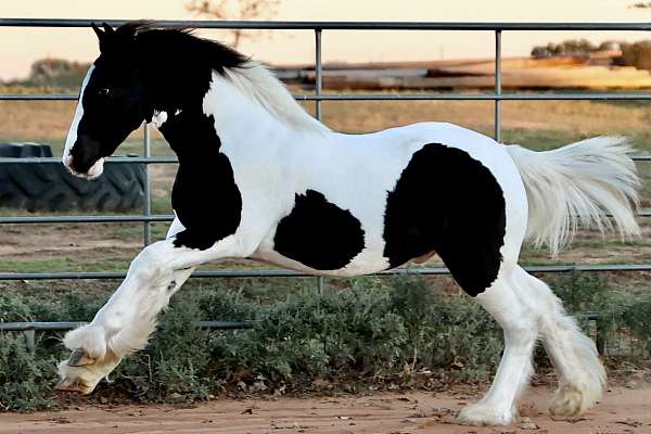 gypsy-vanner-stallion-yearling