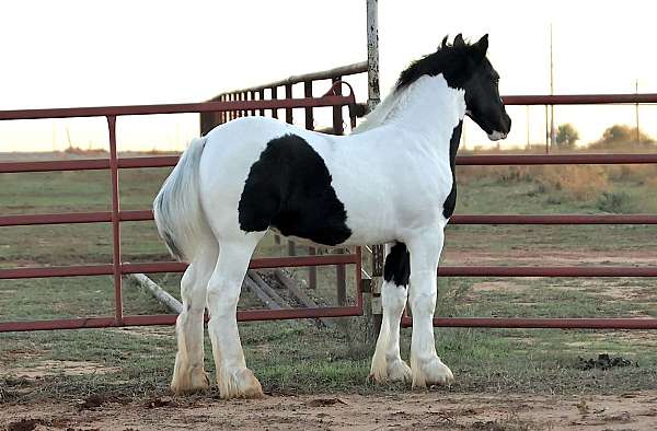 gypsy-vanner-stallion