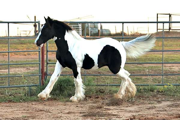 gypsy-vanner-horse-for-sale