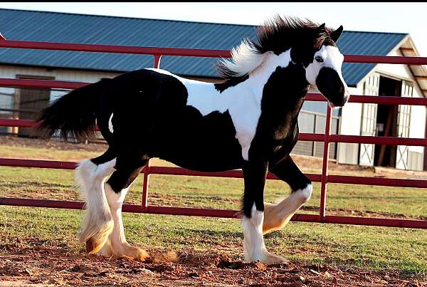 gypsy-vanner-stallion