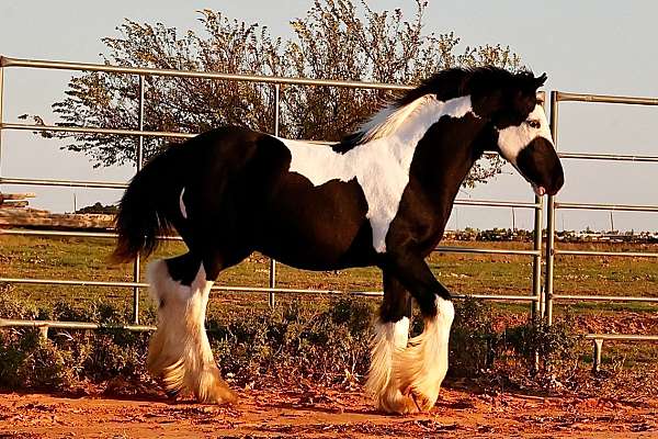 gypsy-vanner-horse-for-sale