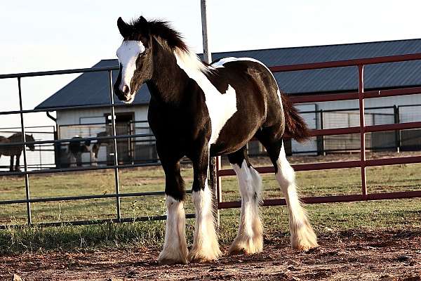 gypsy-vanner-horse