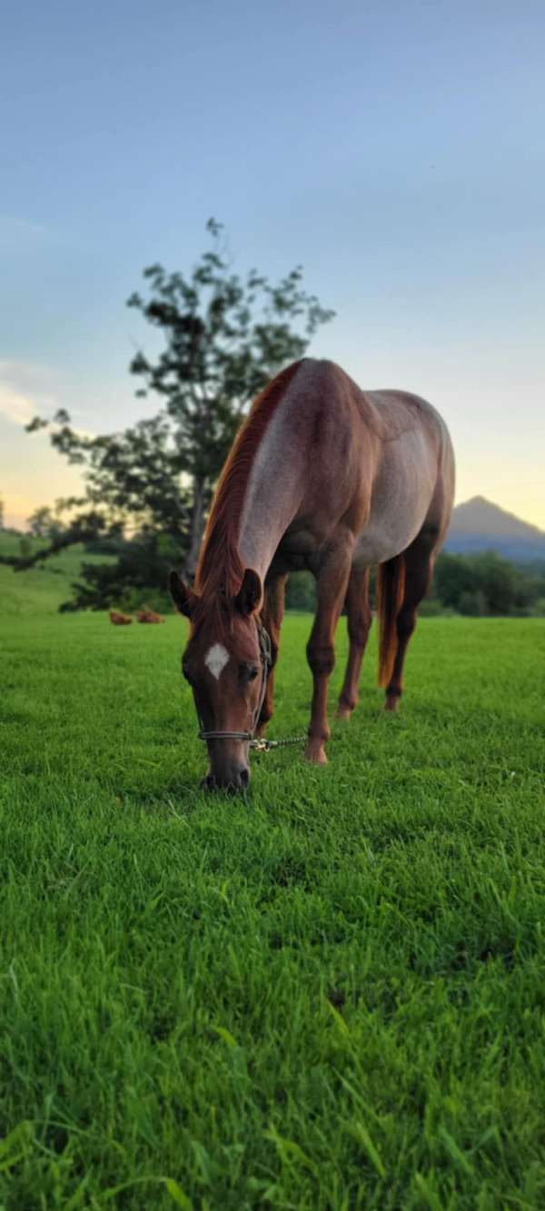 quarter-horse-mare