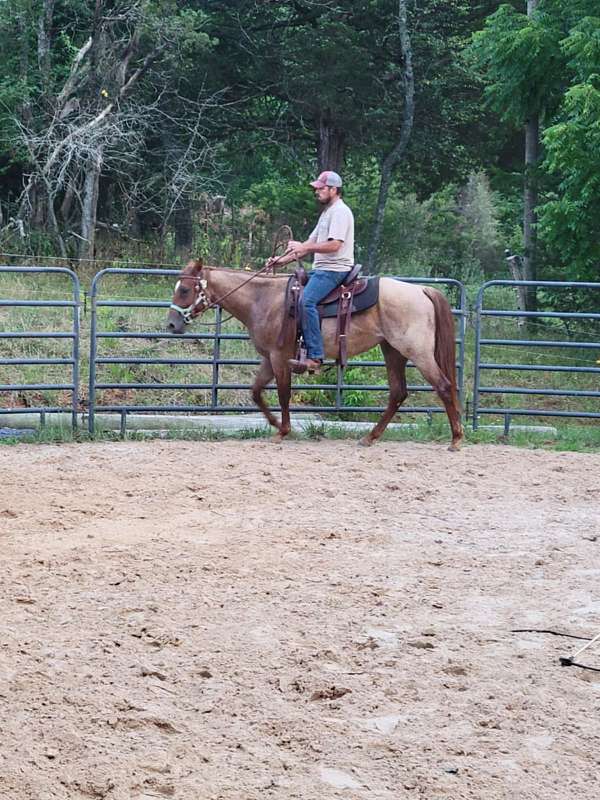 quarter-horse-for-sale