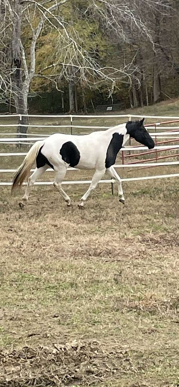 calf-roping-paint-horse