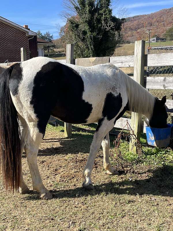 cutting-paint-horse