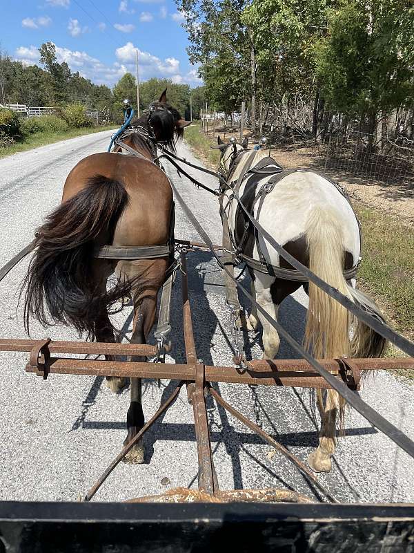 heading-paint-horse