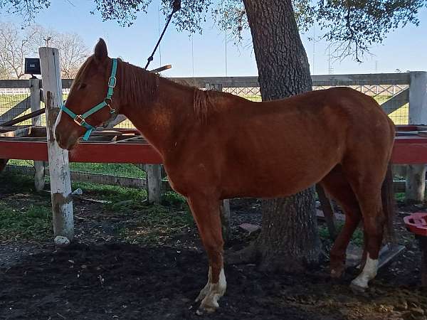 quarter-horse-for-sale