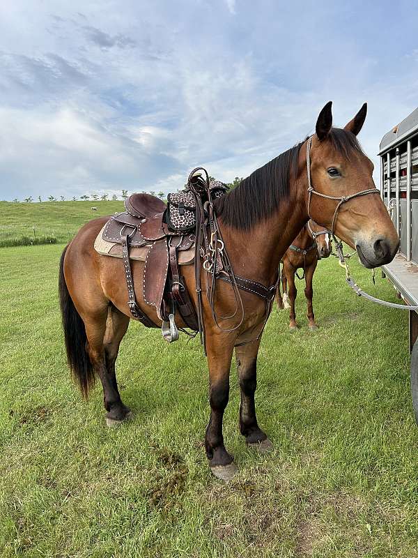 boy-belgian-horse