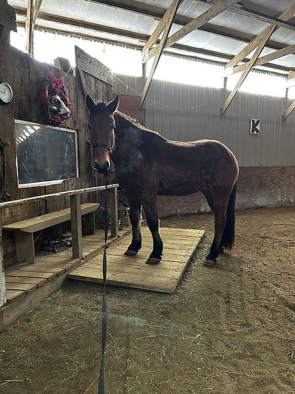 buddy-belgian-horse