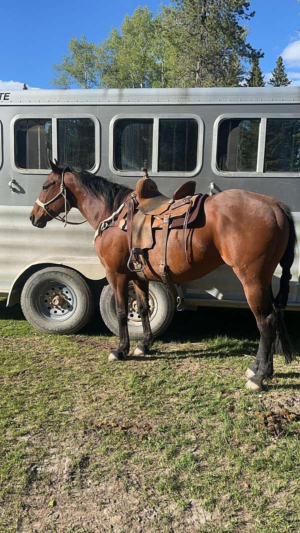 barrel-racing-appendix-horse