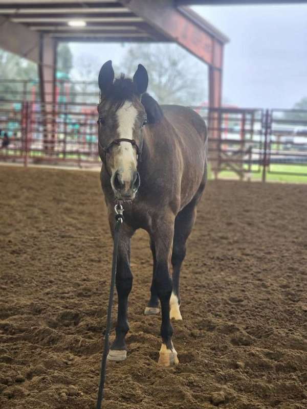 dressage-paint-horse