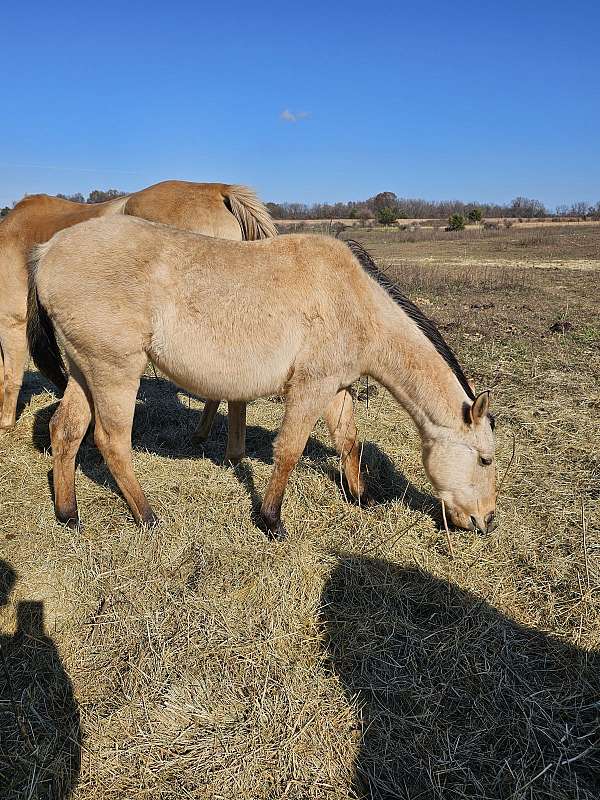 dunskin-steer-roping-horse