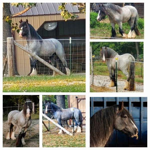 blue-roan-solid-w3-white-socks-horse