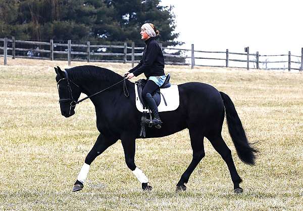 white-star-horse