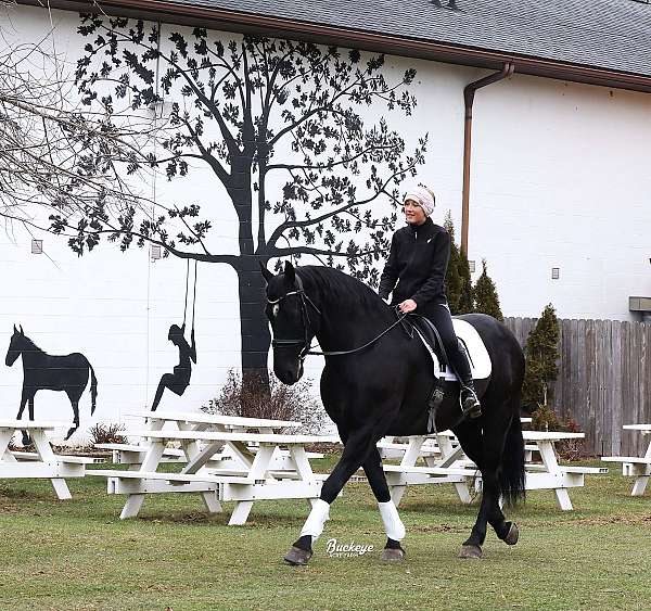 black-white-star-horse