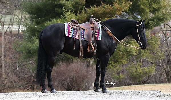 athletic-friesian-horse