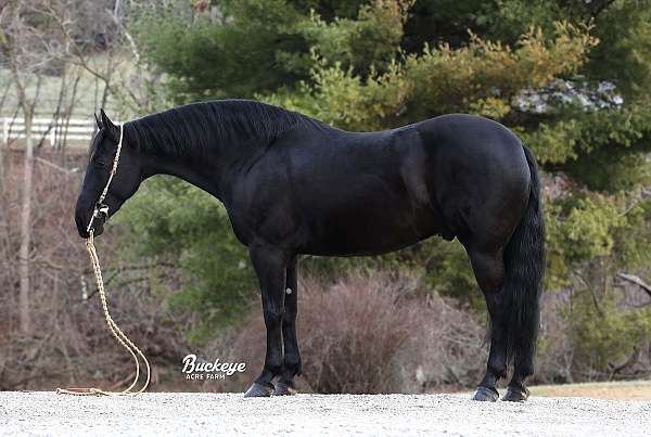 beginner-friesian-horse