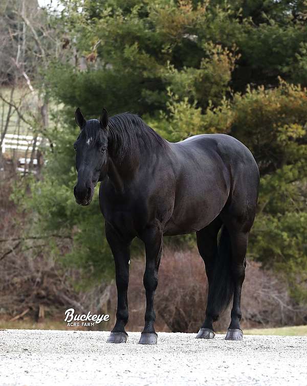 companion-friesian-horse