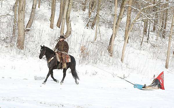 cross-friesian-horse