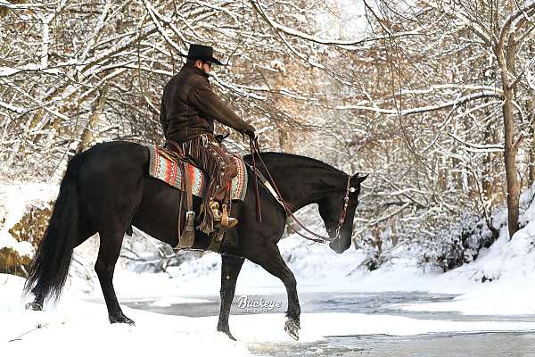 dressage-friesian-horse