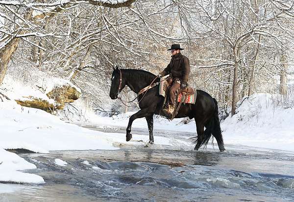 driving-friesian-horse