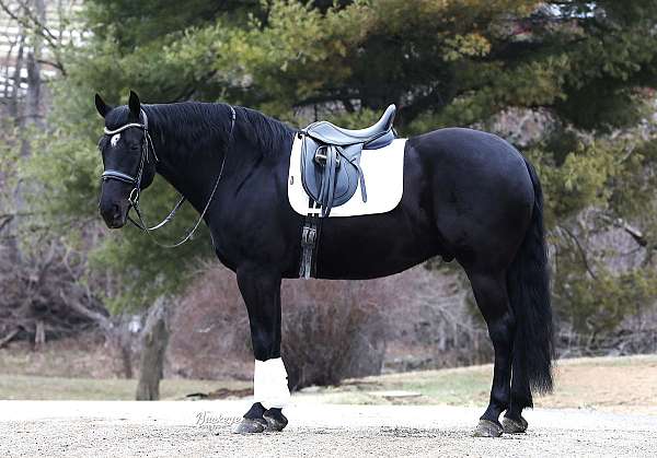 flashy-friesian-horse