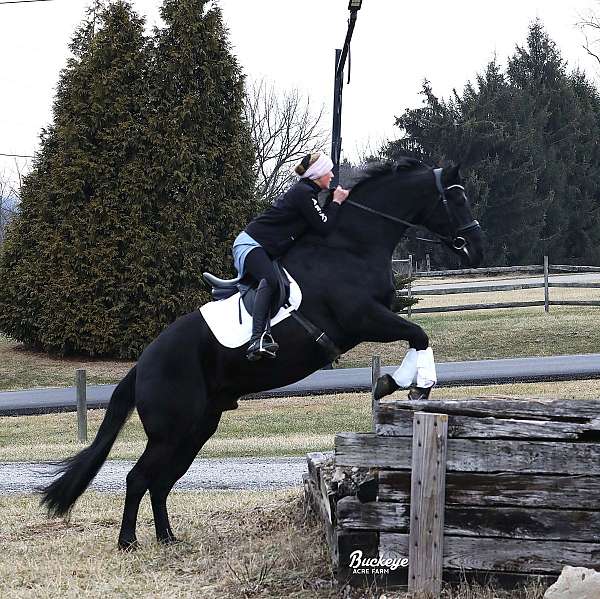 husband-safe-friesian-horse